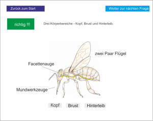 LS_Die Honigbiene 2